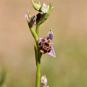 Ophrys bécasse -Gorges de la Vis, en amont de Navacelles