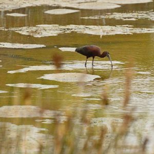 ibis noir - étangs de Vendres Plage