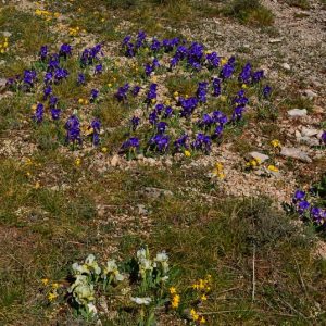 iris sauvages, Roc de Mérigou (Larzac)