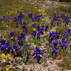 iris sauvages, Roc de Mérigou (Larzac)