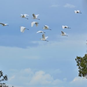 vol d'aigrettes, cigogne noire - étangs de Vendres (Hérault)