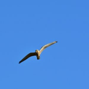 faucon crécerelle - étangs de Vendres (Hérault)