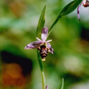 Ophrys bécasse - La Vis