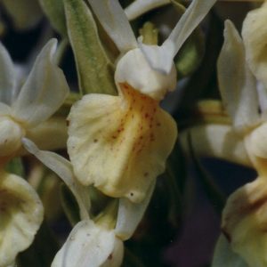 Orchidée sureau - Contrefort sud du mont Lozère, vers l’Hôpital