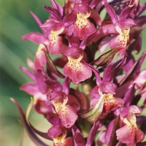 Orchidée sureau - À l’Aubespi, vers Camprieu, mont-Aigoual