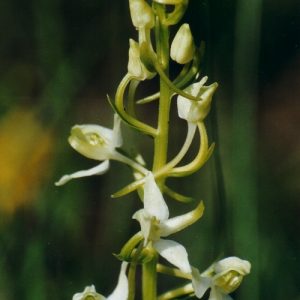 Orchidée verdâtre - Sur le causse du Larzac, vers La Couvertoirade