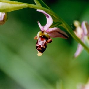 Ophrys bécasse - Sur les berges de la Vis, en amont de Navacelles 