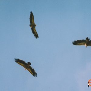 Au-dessus de la Jonte, vautours fauves
