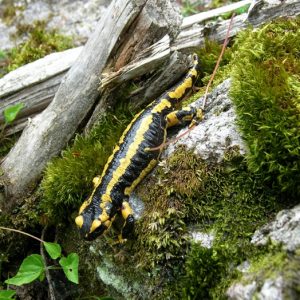 Salamandre, au bois de Salabe (Pyrénées du Comminges)