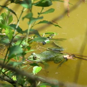 grenouille verte, étang de la forêt de Buzet (nord de Toulouse)