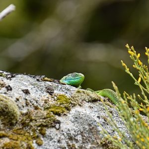 lézard vert au "Rec del Bosc" (Col de la Frajure - Tarn)