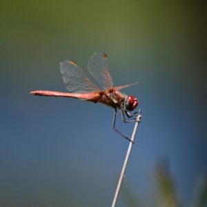 libellule "rouge sang" (berges du Lac de Vézoles - 34)