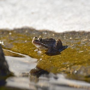 grenouille sur les berge du Lac-d'Issarlès (Ardèche)