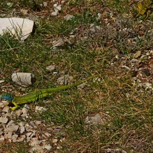 lézard-vert au printemps - Causse du Larzac