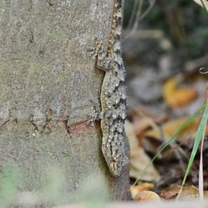 La tarente - gecko, Vendres Plage (Hérault)