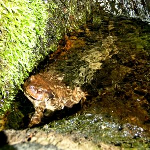 Crapaud commun - batracien de l’espèce bufo bufo, cascade de l’Hérault 