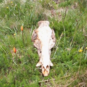 crâne de sanglier - sources de la Dourbie, Mt Aigoual