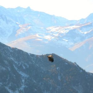 Crète de Calamagne - Crète (1 680 m) à l’ouest du mont Né, effleuré par un vautour, en arrière pics de Tramezaigues (2 572 m), d’Aret (2 939 m)
