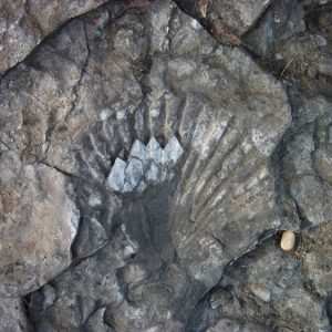 fossile, bord du Tarn (Rivière-sur-Tarn)