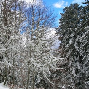 forêt enneigés - Bois de Soulan, Le Mourtis