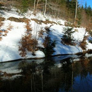 Reflets d’eau... Ruisseau au bois de Miquel, massif du mont Aigoual, en hiver