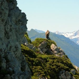 vautour fauve au Pic de l'Escalette - Luchonnais