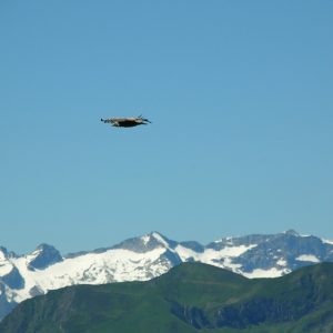 vautour fauve - vu du Pic de l'Escalette