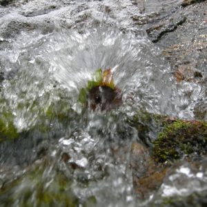 l'eau aux sources de l'Hérault, Mt Aigoual