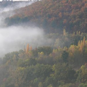 Brumes et bois, autour de Montjaux (Aveyron)