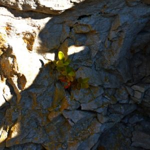 Buis à petites feuilles - Roc du Mérigou (Larzac) 