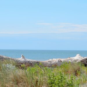 ... la Méditerranée, plage de Vendres en juin