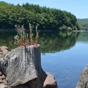 ... Lac du Laouzas dans le Tarn