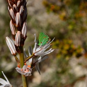 fleur de candélabre et papillon « argus-vert » - Causse du Larzac