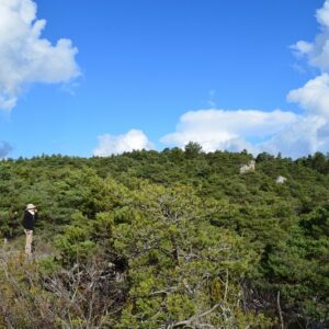 “majesté” du minéral dans les forêts des Grands Causses