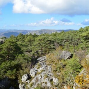 “majesté” du minéral dans les forêts des Grands Causses