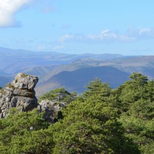 “majesté” du minéral dans les forêts des Grands Causses