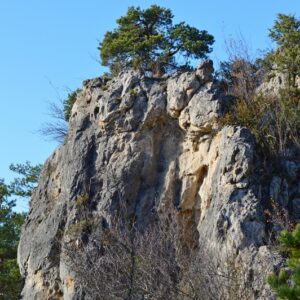 “majesté” du minéral dans les forêts des Grands Causses