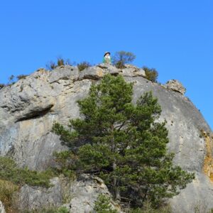 “majesté” du minéral dans les forêts des Grands Causses