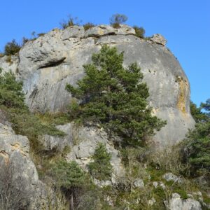 “majesté” du minéral dans les forêts des Grands Causses