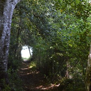 sentier vers les berges du Lac du Laouzas dans le Tarn