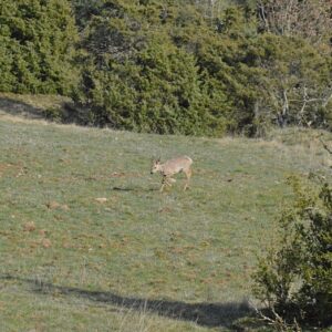 jeune chevreuil, Roquesaltes - Causse Noir