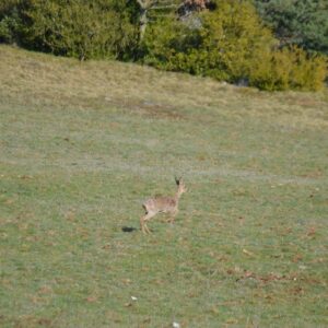 un “esprit” des rochers de Roquesaltes... mars 2026