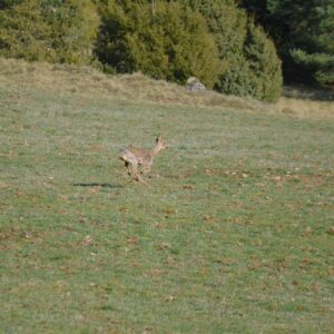 « Dans les bois, mon passage surprend une biche. C’est une créature dont la pure élégance est l’effet d’une intense surveillance des dangers environnants. Elle transforme sa vigilance en mouvements agiles et parfaits, sa fuite est une danse... » Erri De Luca