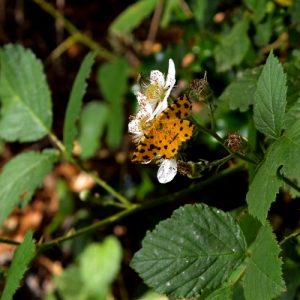 "Pseudopanthera macularia", petit papillon de lisière de forêt