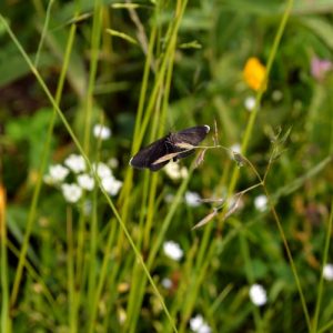 "Tanagre du Cerfeuil" ou encore "le Ramoneur" (Odezia atrata), petit papillon de prairies sur les Causses