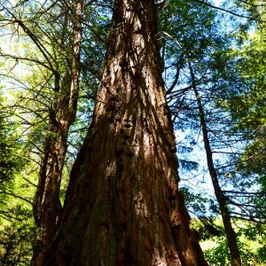 sequoia à  l'Arboretum du « Hort de Dieu » - Mt Aigoual
