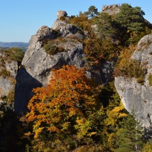 hêtre à Roquesaltes - Causse Noir, Aveyron