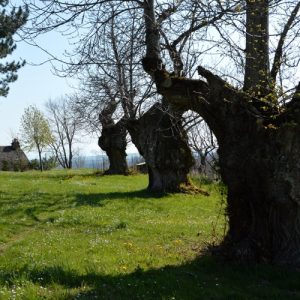 vénérables arbres, "la Lézardière" - vers la chapelle St Etienne (Vialat-du-Tarn, Aveyron)