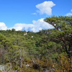 “majesté” du minéral dans les forêts des Grands Causses