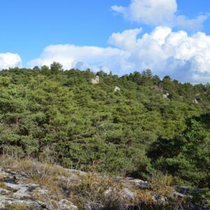 “majesté” du minéral dans les forêts des Grands Causses